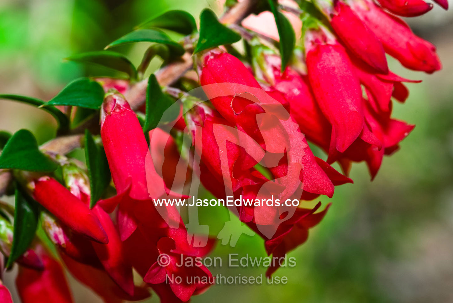 The red petals of the Native Heath add color to the coastal scrub. Leonard Bay, Wilsons Promontory National Park, Victoria, Australia.