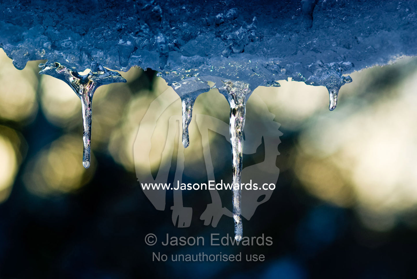 Water dripping from an overhang freezes in long delicate icicles. Alpine National Park, Great Dividing Range, Victoria, Australia.