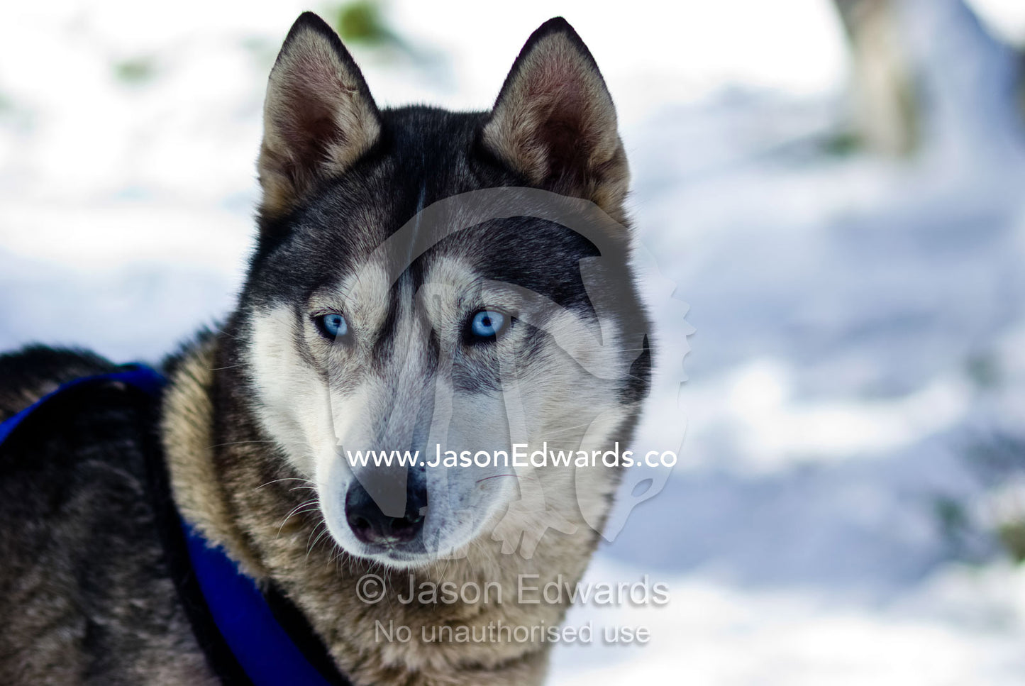 The alert ears and bright blue eyes of a Siberian Husky sled dog. Dinner Plain, Victoria, Australia.