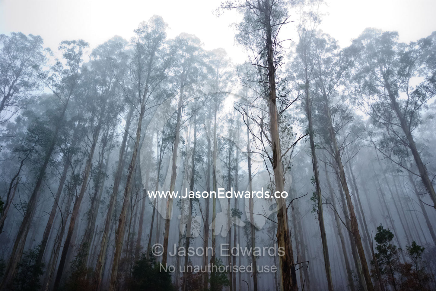 Grey cloud and morning mist filters through a Mountain Ash forest. Yarra Ranges National Park, Victoria, Australia.