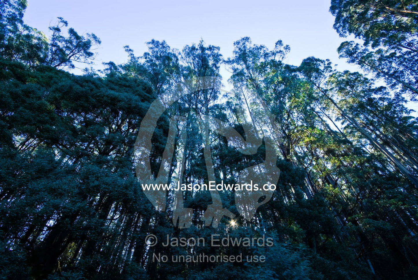 A Mountain Ash forest, Eucalyptus regnans towers over shorter trees. Yarra Ranges National Park, Victoria, Australia.
