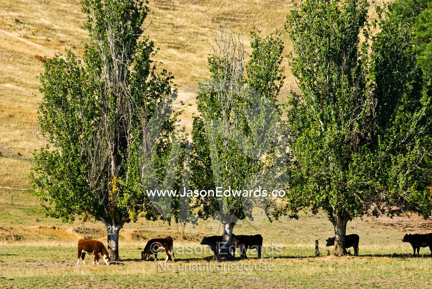 Cows shade beneath Poplar Trees on a hot summers day. Taggerty, Victoria, Australia.