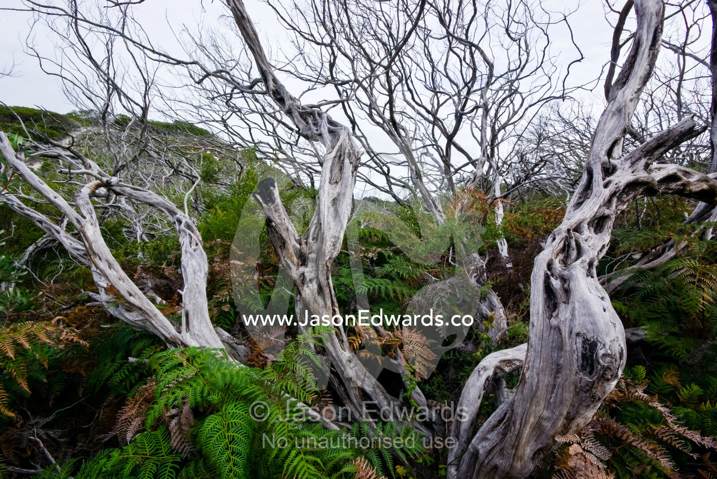 Dead Coastal Teatree branches emerge from an understorey of ferns. Squeaky Beach, Wilsons Promontory National Park, Victoria, Australia