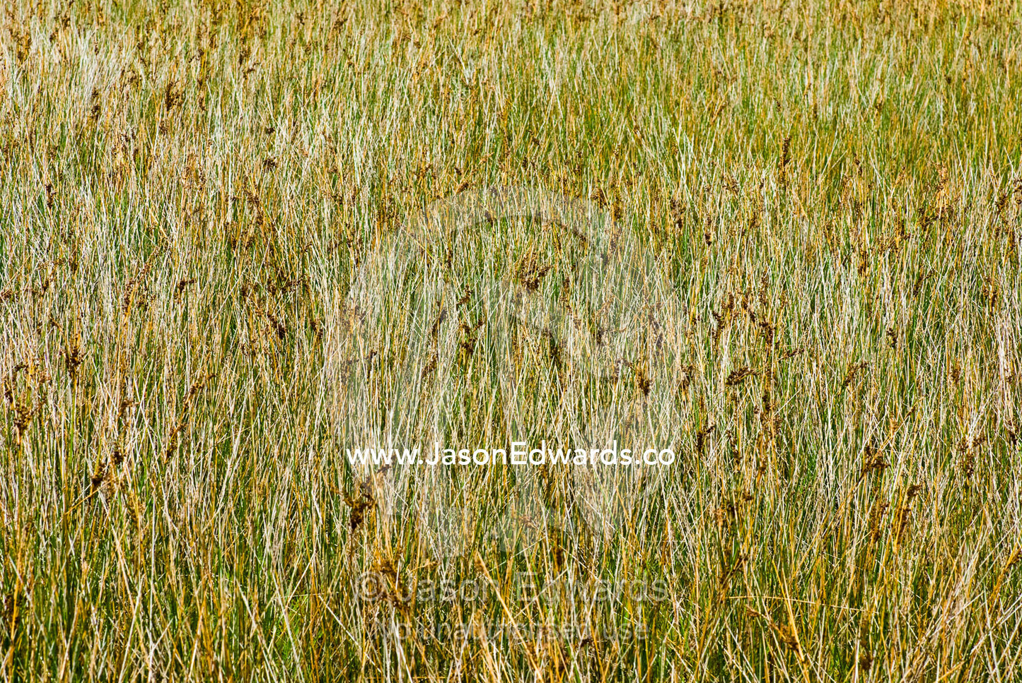 Dense textured Juncus maritimus, a salt marsh, lining a river shore. Tidal River, Wilsons Promontory National Park, Victoria, Australia
