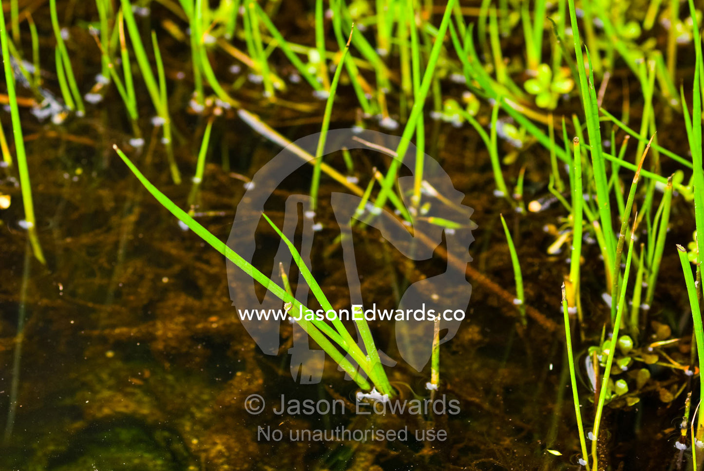 Common Reed, Phragmites australis, grows in a freshwater stream. Squeaky Beach, Wilsons Promontory National Park, Victoria, Australia