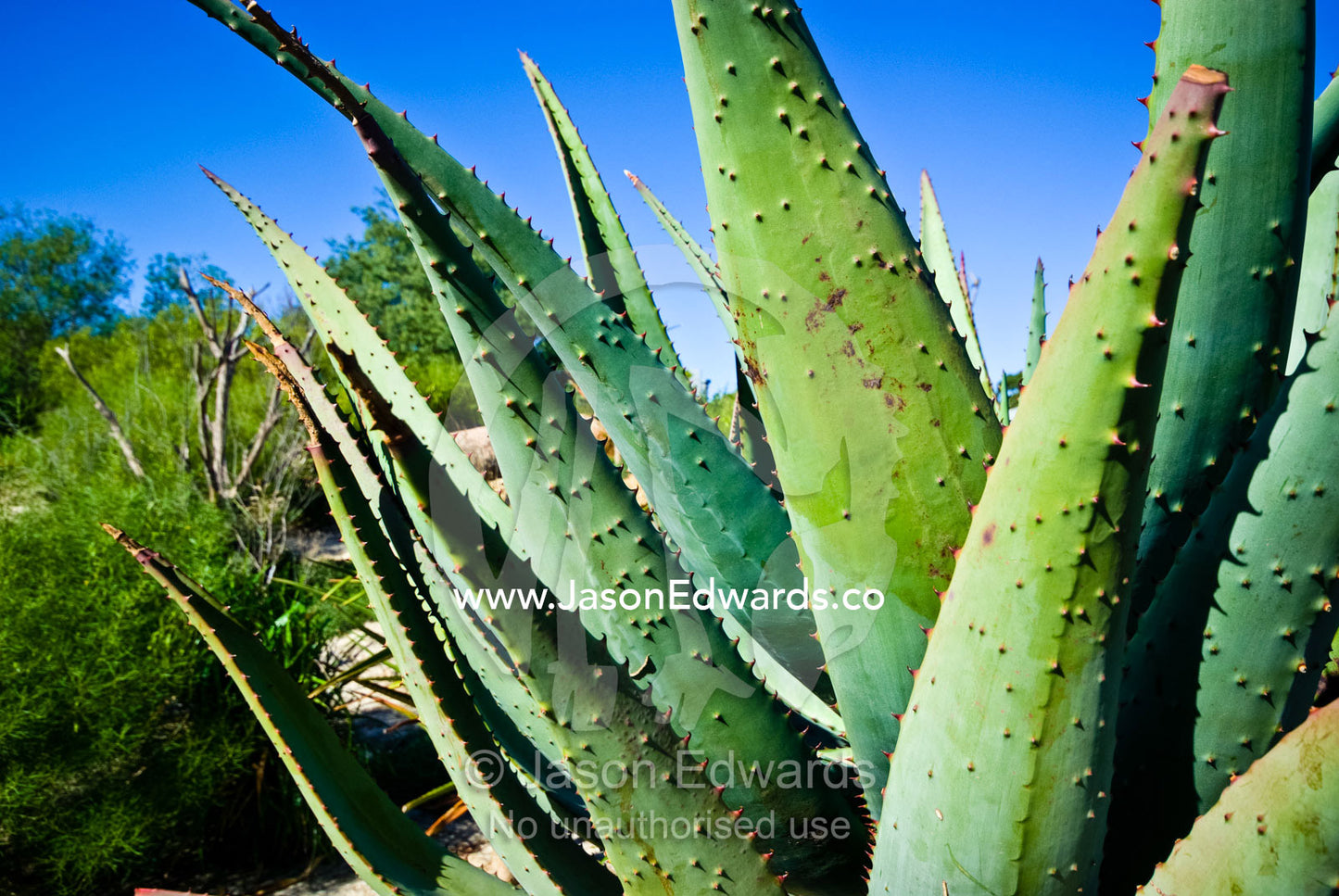 Protective spines on the giant fleshy leaves of a desert-adapted Aloe. Werribee Open Range Zoo, Werribee, Victoria, Australia