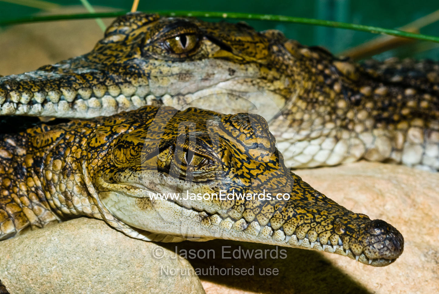 The long, scaled snouts and jaws of Freshwater Crocodile hatchlings. Werribee Open Range Zoo, Werribee, Victoria, Australia