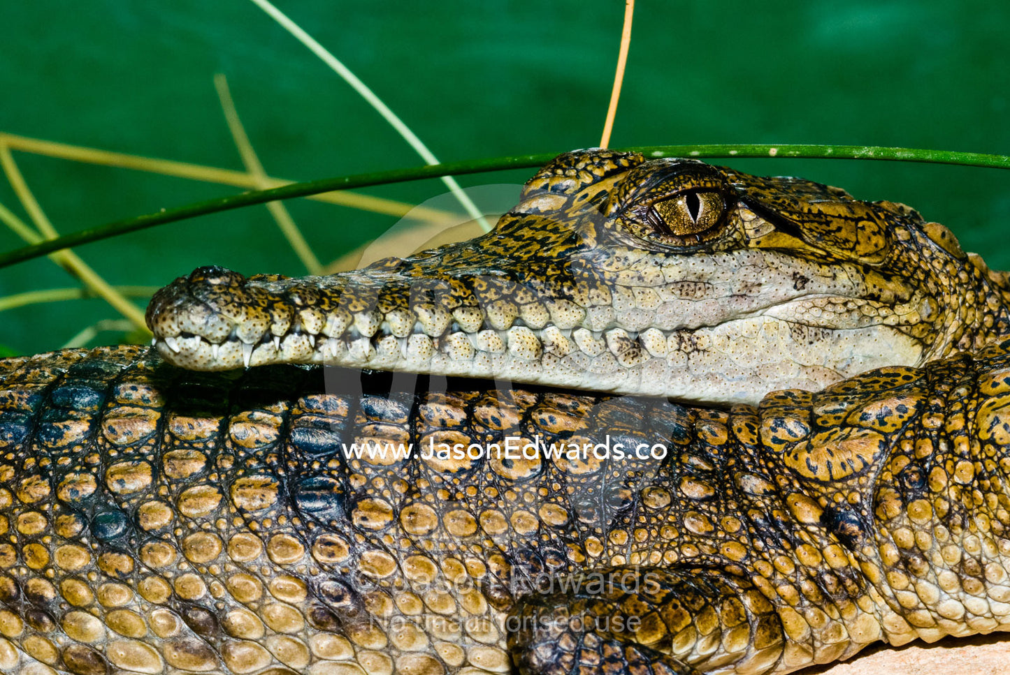 A Freshwater Crocodile rests it's scaled head on a hatchlings back. Werribee Open Range Zoo, Werribee, Victoria, Australia