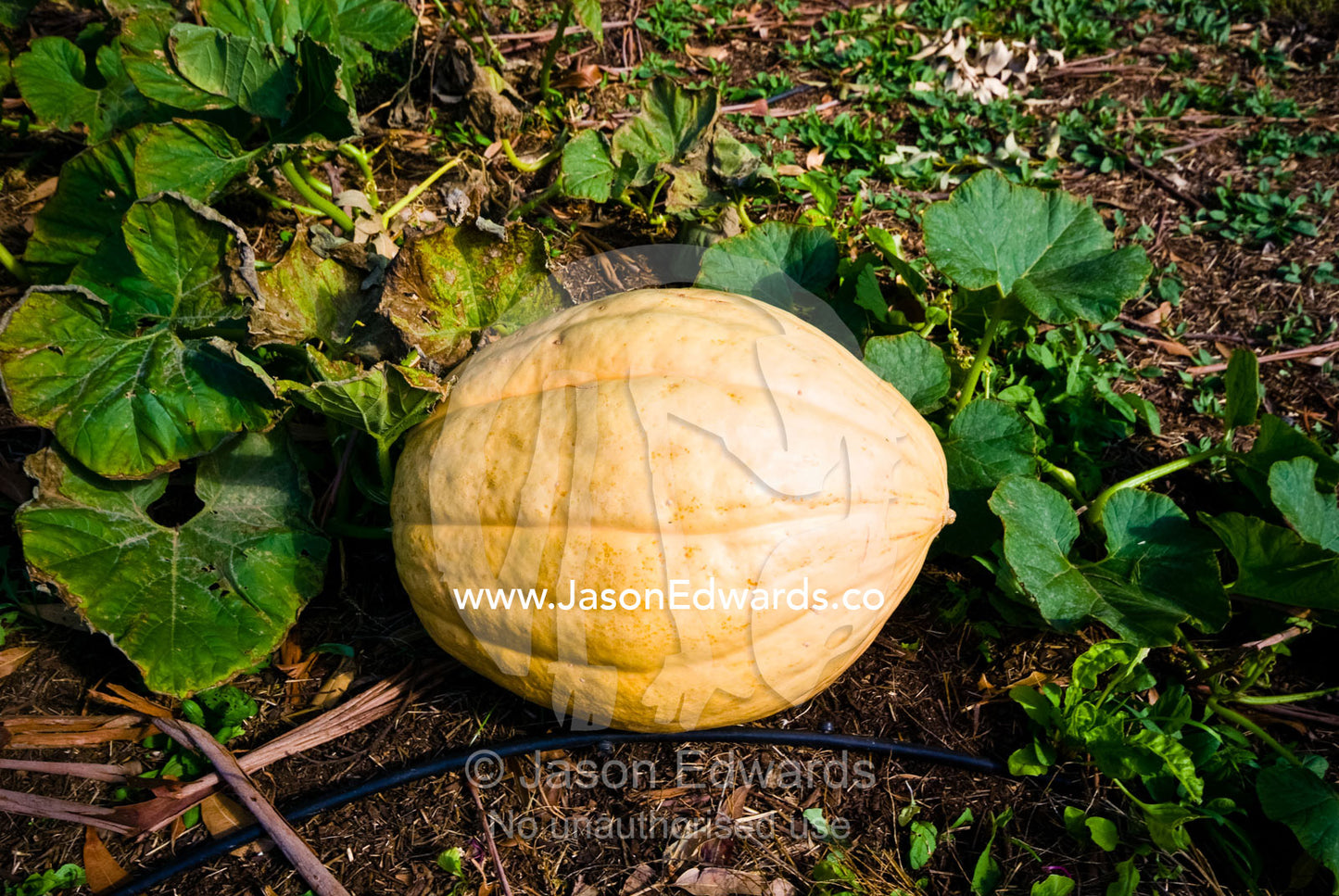 An enormous pumpkin grows in a vegetable patch by an irrigation hose. Werribee Open Range Zoo, Werribee, Victoria, Australia