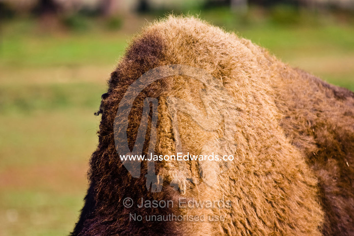 The enormous furred hump of a mature male American Bison. Werribee Open Range Zoo, Werribee, Victoria, Australia