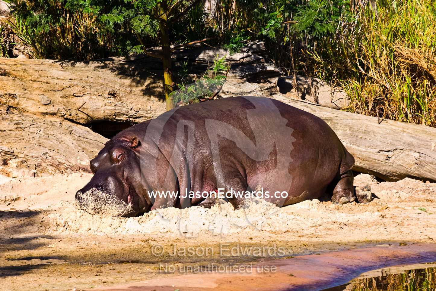 A Nile Hippopotamus lazes in the sun on an artificial sandy riverbank. Werribee Open Range Zoo, Werribee, Victoria, Australia