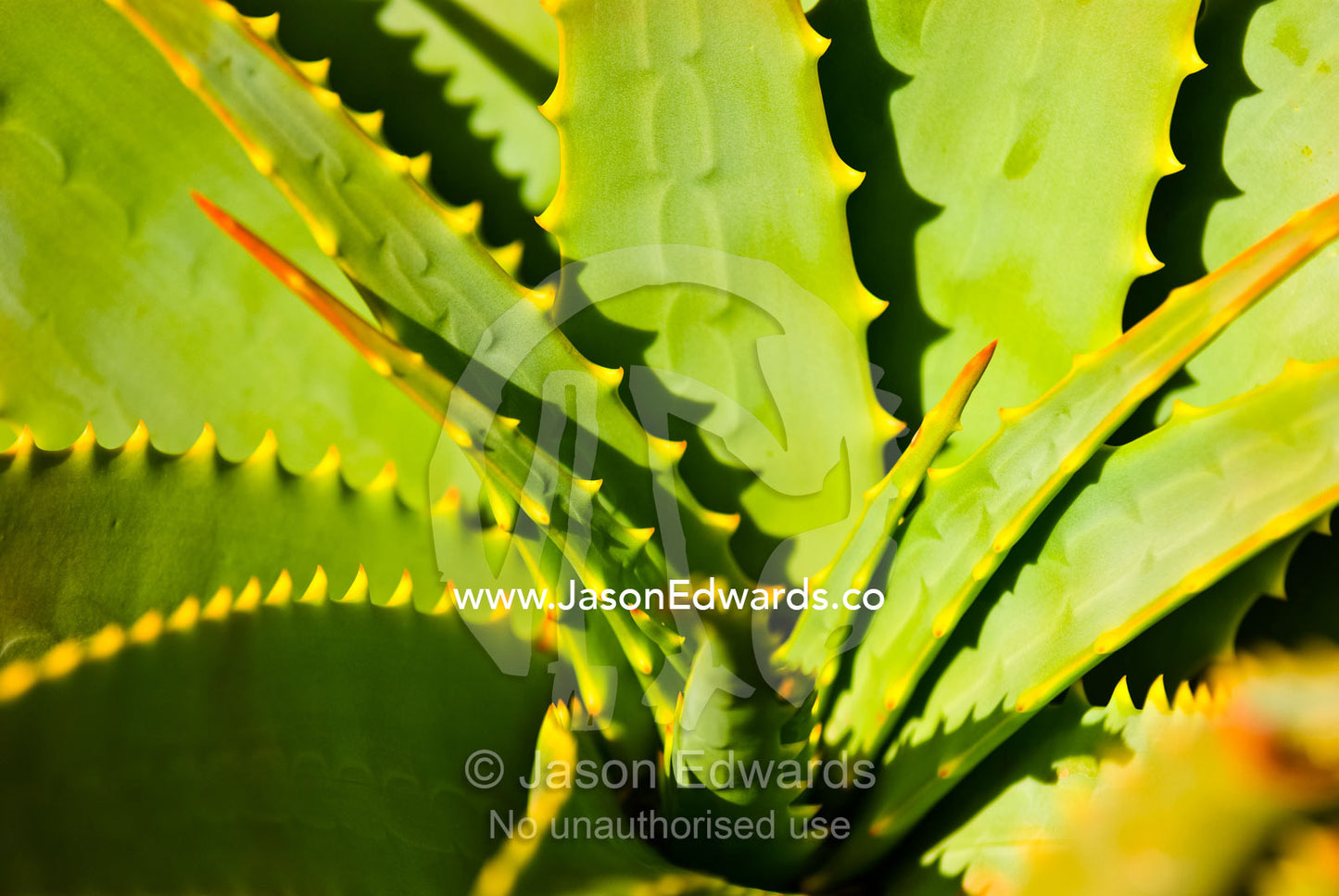 Protective spines on the fleshy leaves of a desert-adapted Aloe. Werribee Open Range Zoo, Werribee, Victoria, Australia