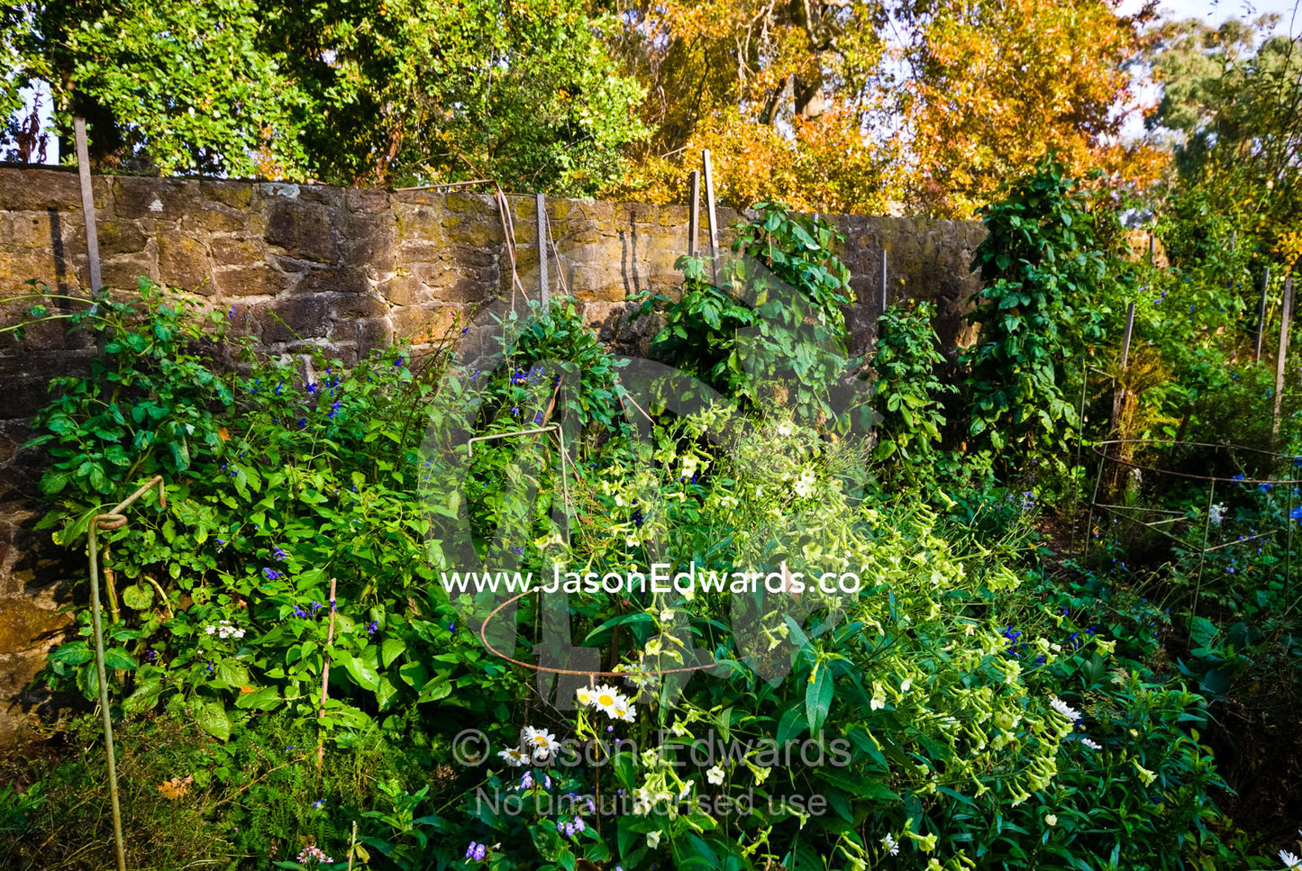 A walled garden with White Trumpet Flowers and blue Salvia flowers. Langwarrin, Victoria, Australia
