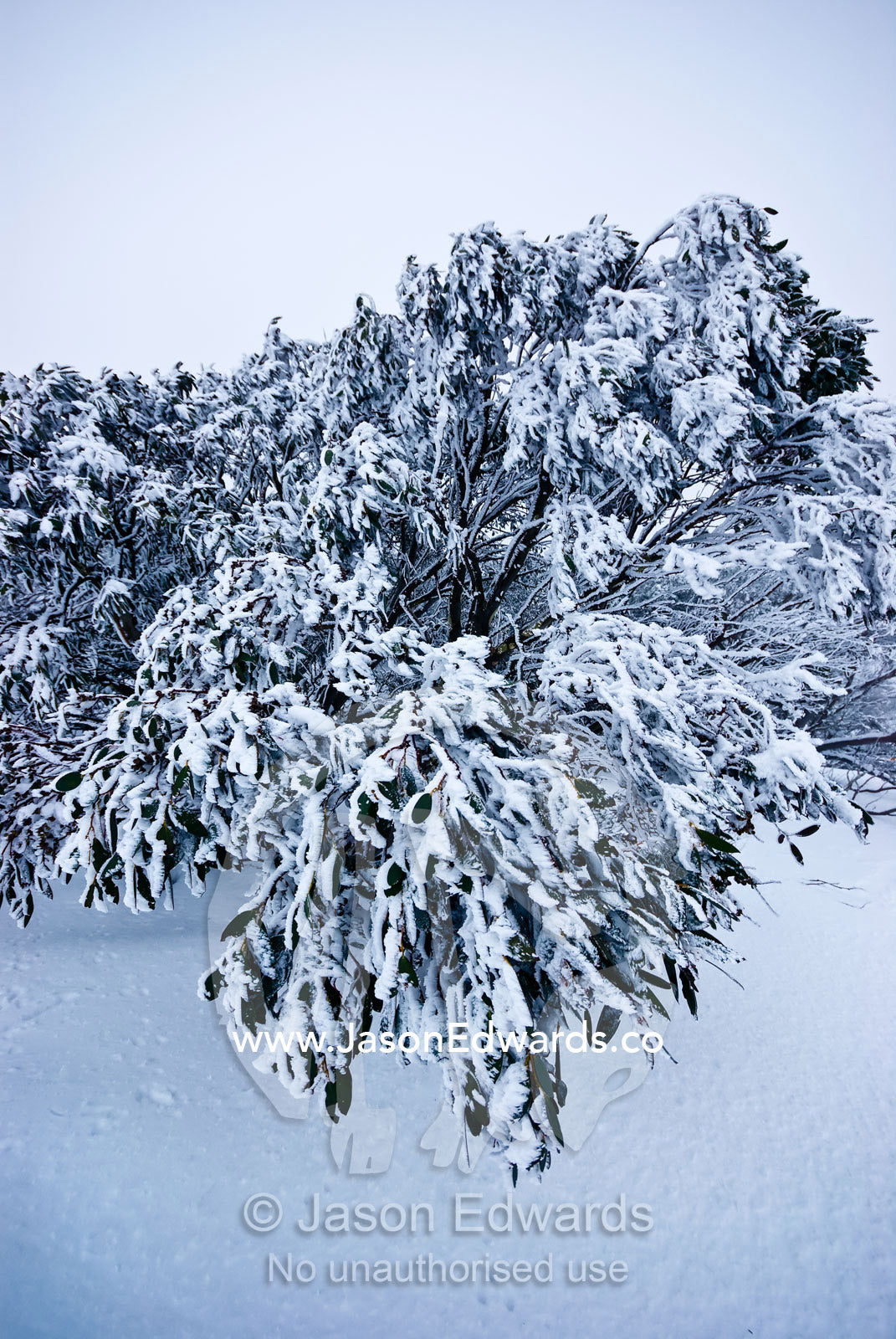 The leaves of a Snow Gum tree hang heavy encrusted with snow and ice. Alpine National Park, Great Dividing Range, Victoria, Australia