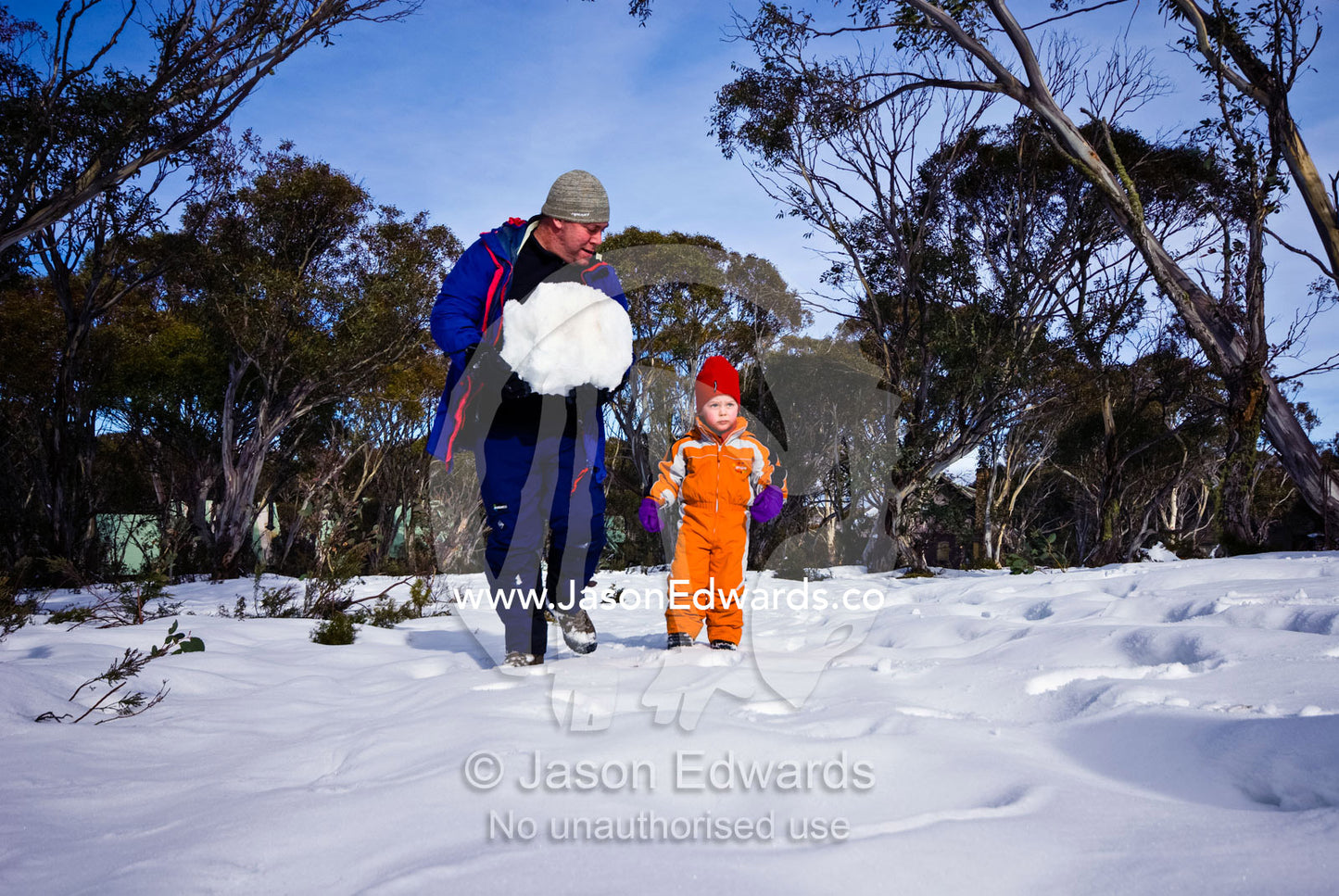 A father and son gather a snowball to use as a head on a snowman. Dinner Plain, Great Dividing Range, Victoria, Australia