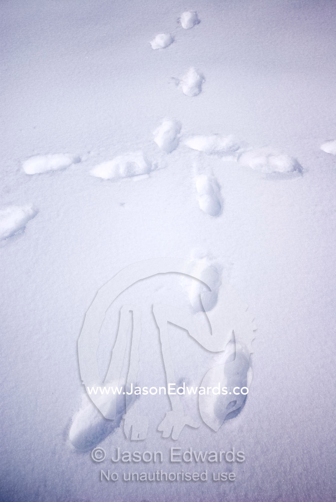 Hikers footprints randomly cross each other on a snowy plain. Dinner Plain, Great Dividing Range, Victoria, Australia