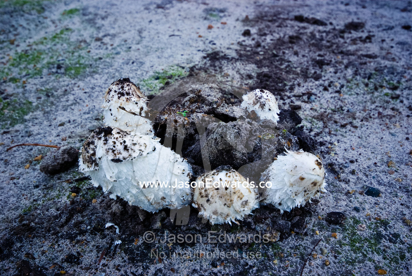 Fungi erupt through the soil and prepare to disperse their spores. Mt Martha, Victoria, Australia