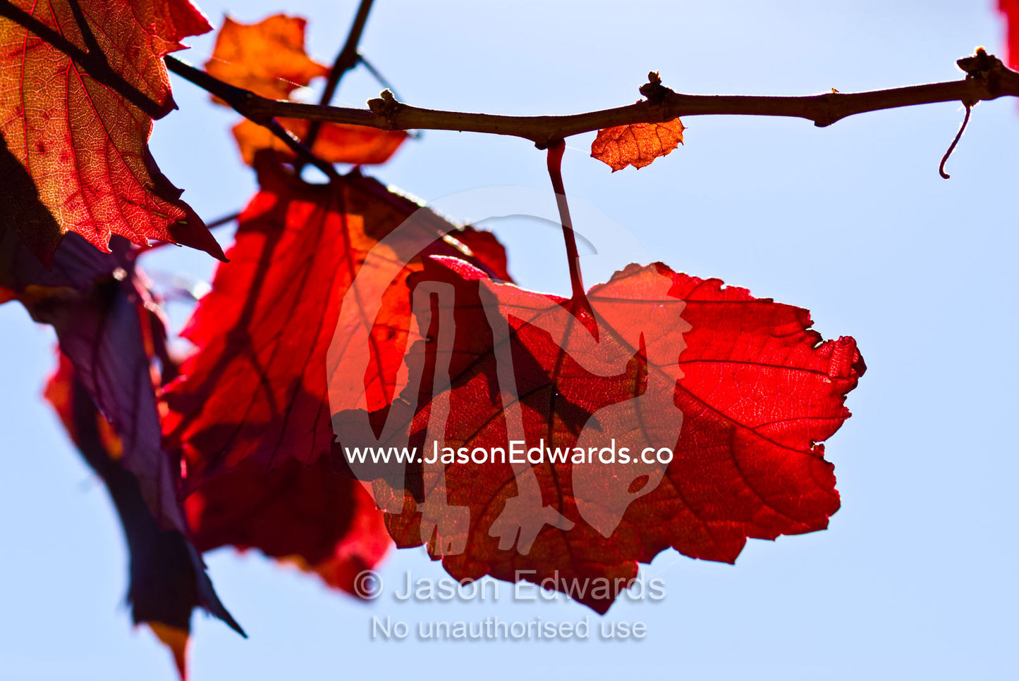 Backlit leaves on a grape vine turn rustic red and yellow in Autumn. Castlemaine, Victoria, Australia