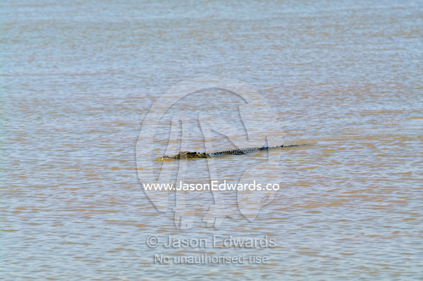 A Saltwater Crocodile floats along the surface of a muddy river. Adelaide River, Northern Territory, Australia