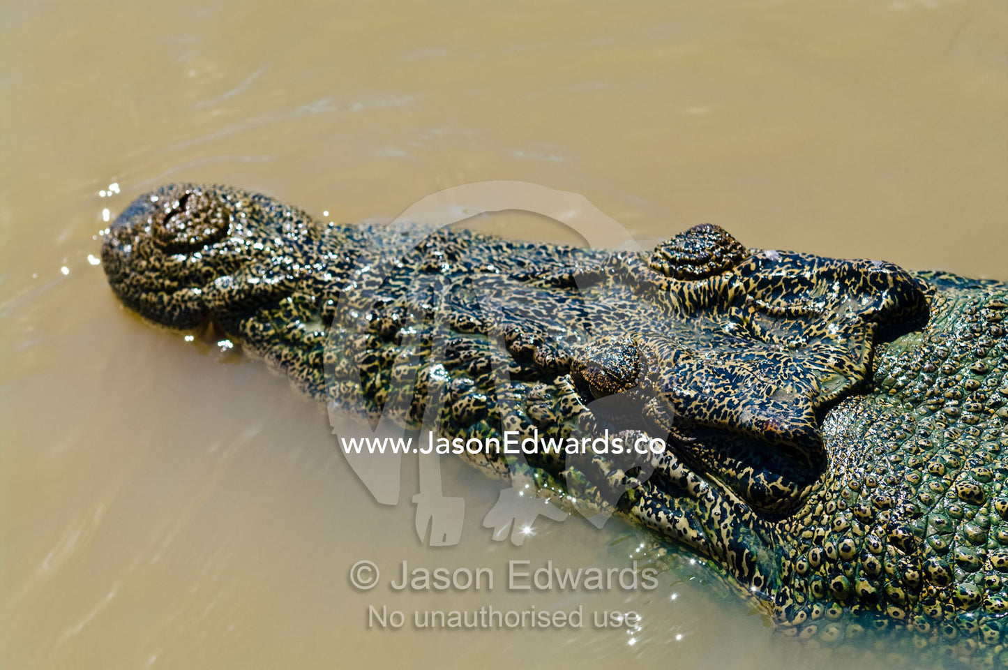 An enormous scaled head and snout of a Saltwater Crocodile in a river. Adelaide River, Northern Territory, Australia