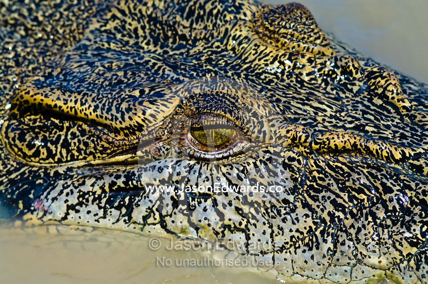The prehistoric scaled head and menacing eye of a Saltwater Crocodile. Adelaide River, Northern Territory, Australia