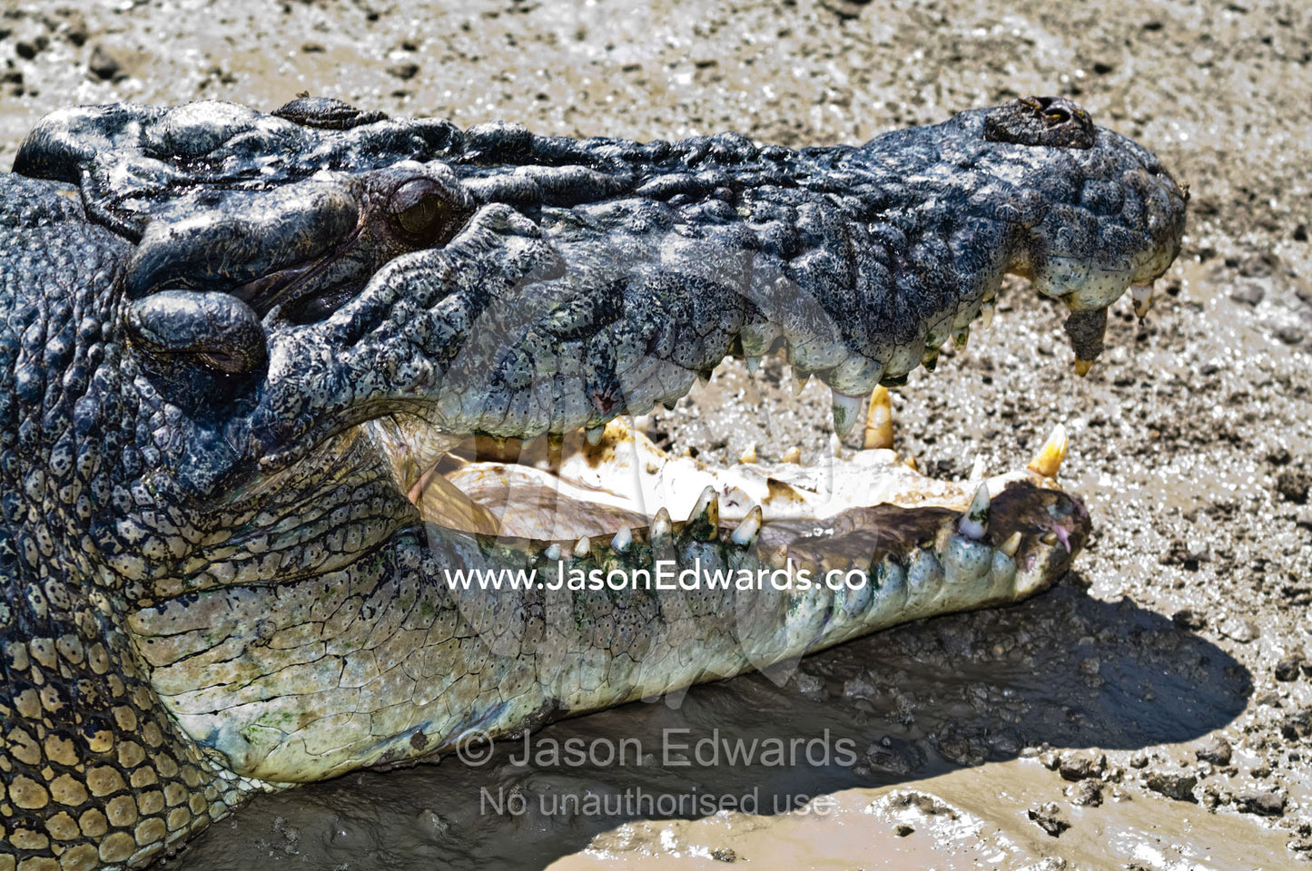 The enormous jaws, teeth of a male Saltwater Crocodile sun basking. Adelaide River, Northern Territory, Australia