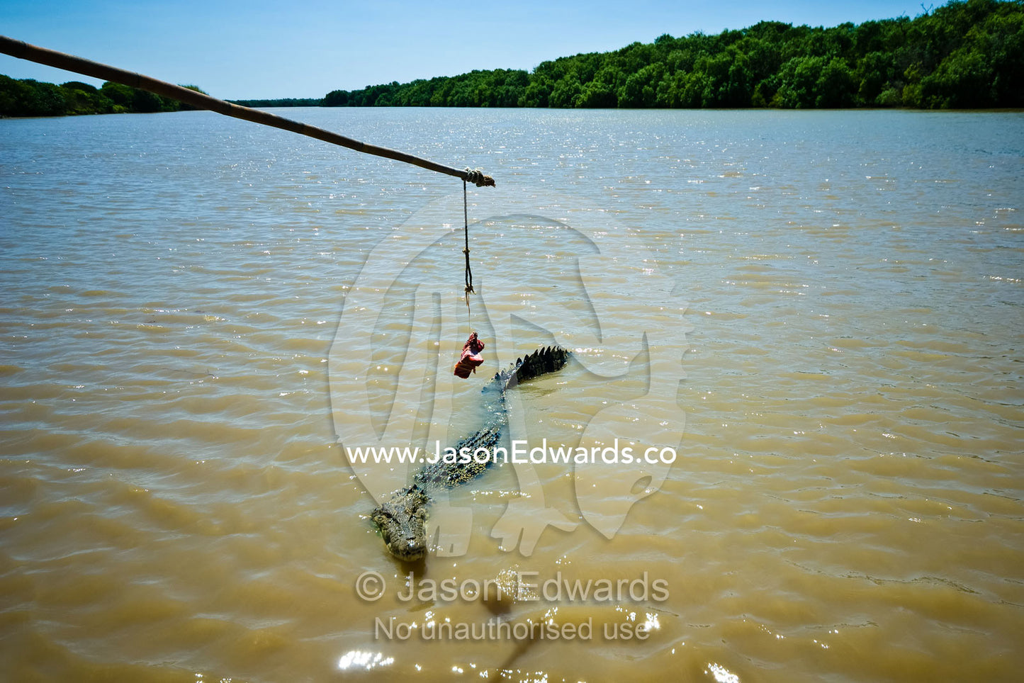 A Saltwater Crocodile approaches a tourist boat to jump for food. Adelaide River, Northern Territory, Australia