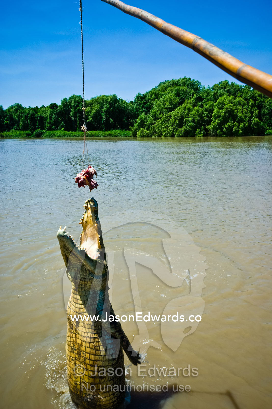 A Saltwater Crocodile jumping to grab meat from a tourist boat. Adelaide River, Northern Territory, Australia