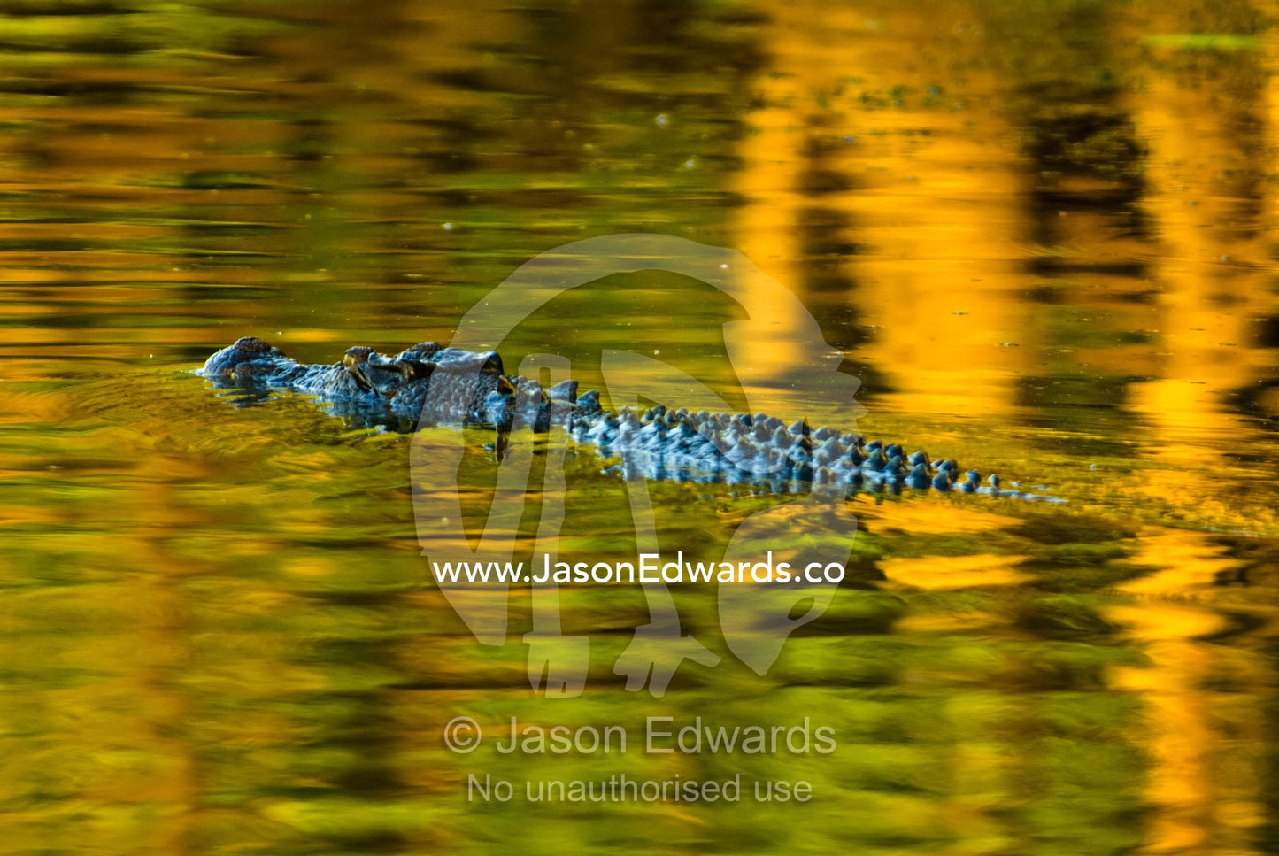 A Saltwater Crocodile swimming along the surface of a green swamp. Yellow Water Billabong, Jim Jim Creek, South Alligator River, Kakadu National Park, Northern Territory, Australia