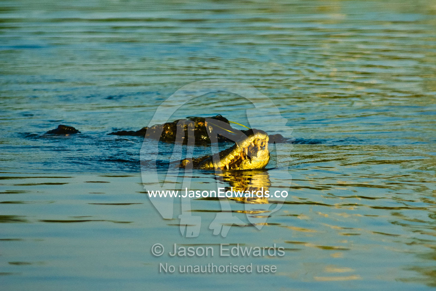 A female Saltwater Crocodile displays her teeth in a courtship ritual. Yellow Water Billabong, Jim Jim Creek, South Alligator River, Kakadu National Park, Northern Territory, Australia