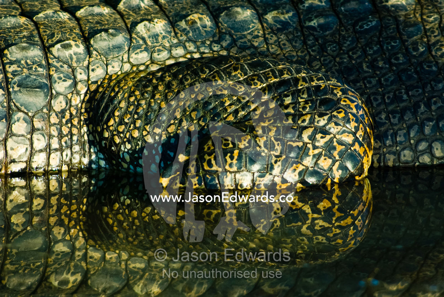 Leathery scales on a hind leg of a Saltwater Crocodile lying in water. Yellow Water Billabong, Jim Jim Creek, South Alligator River, Kakadu National Park, Northern Territory, Australia