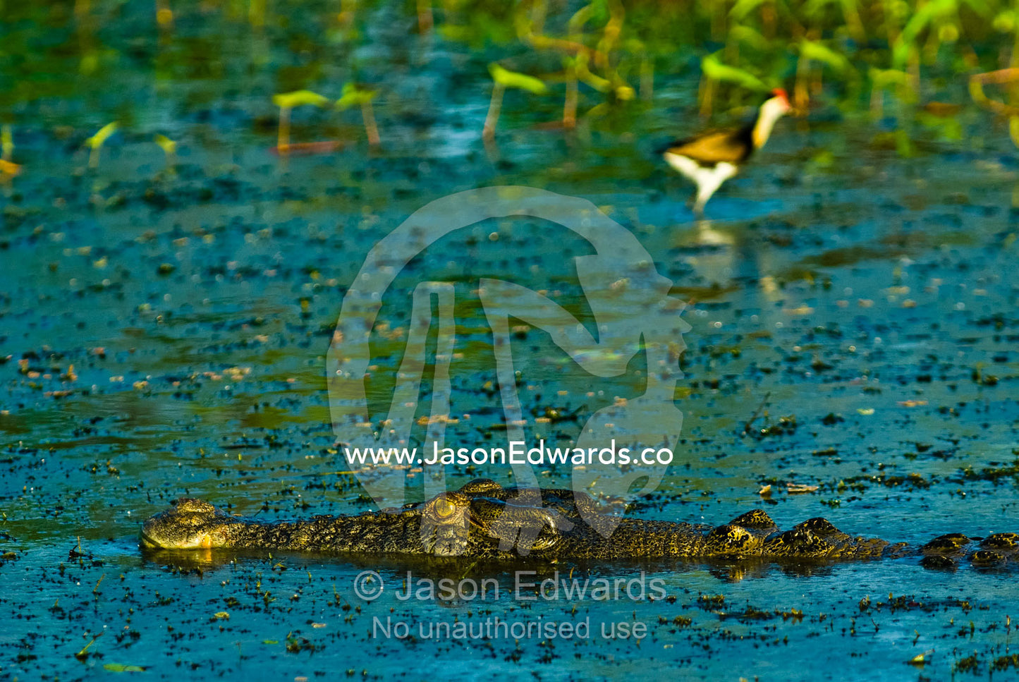 A Saltwater Crocodile floating on the surface of a green swamp at dawn Yellow Water Billabong, Jim Jim Creek, South Alligator River, Kakadu National Park, Northern Territory, Australia