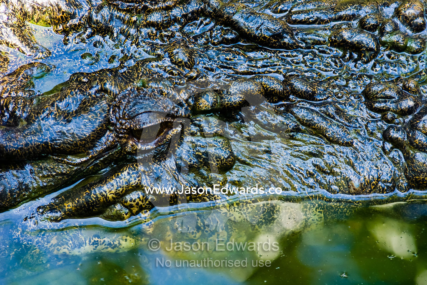 A heavily scaled and armored head of a submerged Saltwater Crocodile. Crocodylus Park, Darwin, Northern Territory, Australia