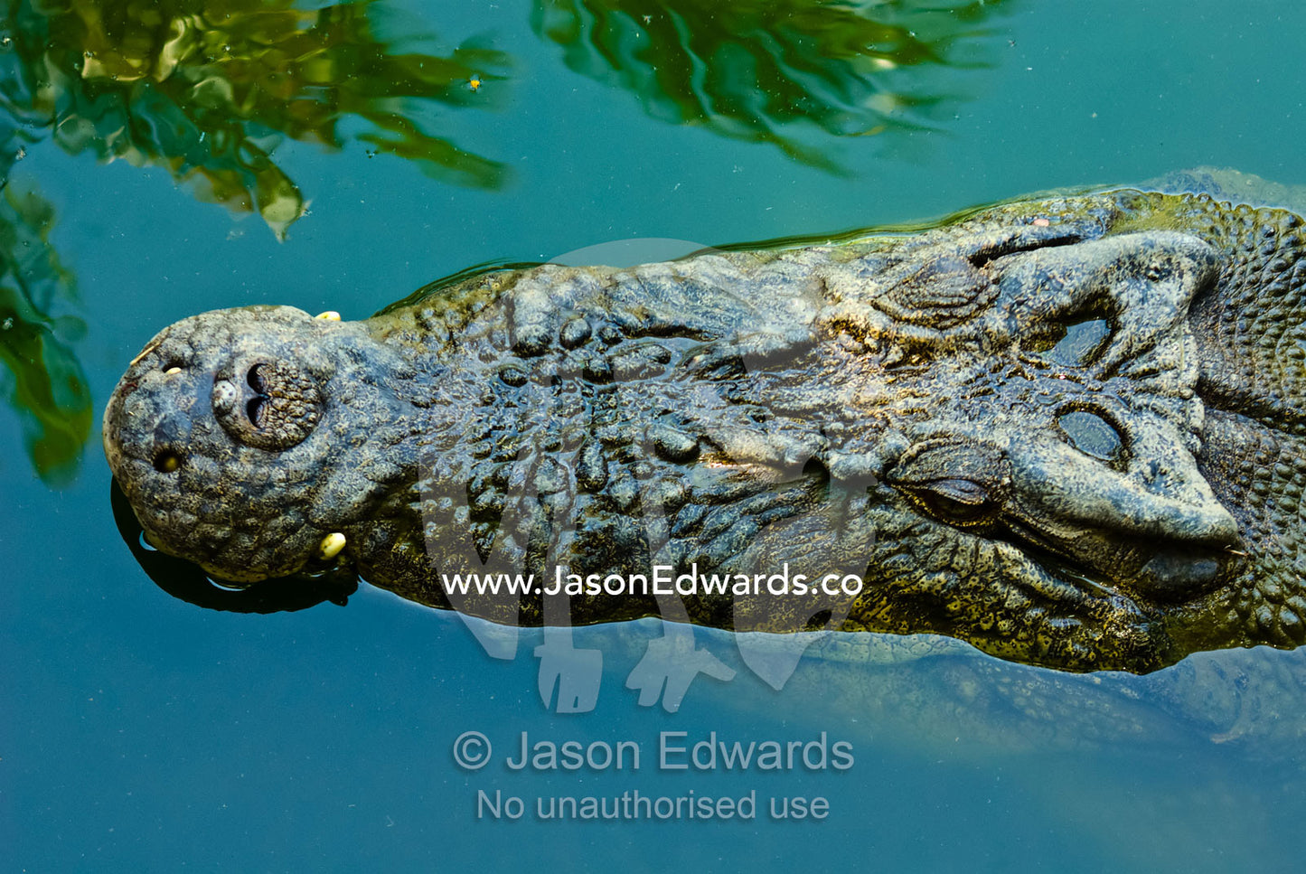 A heavily scaled and armored head of a submerged Saltwater Crocodile. Crocodylus Park, Darwin, Northern Territory, Australia