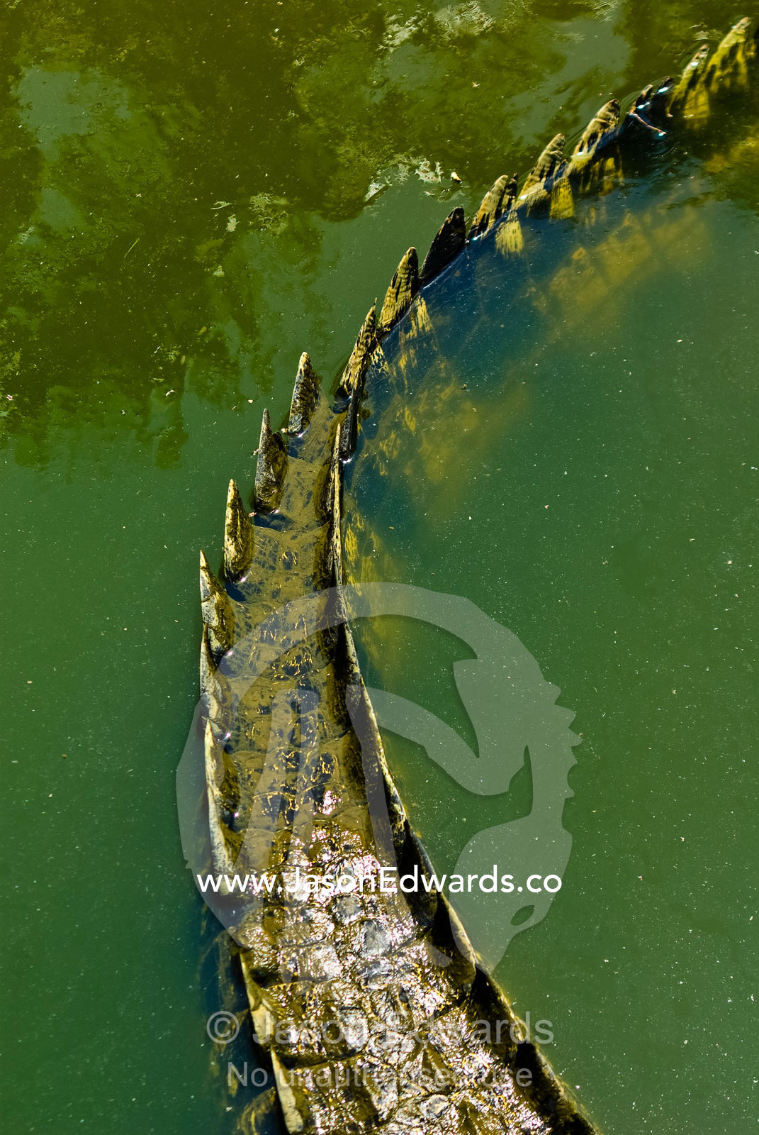 The scutes of a scaled and armored tail of a Saltwater Crocodile. Crocodylus Park, Darwin, Northern Territory, Australia