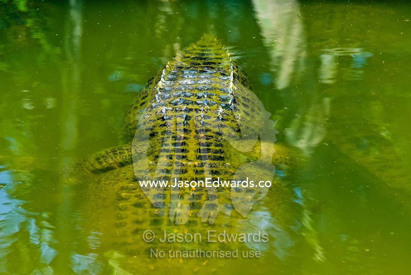 The enormous tail of an American Alligator storing fat reserves. Crocodylus Park, Darwin, Northern Territory, Australia