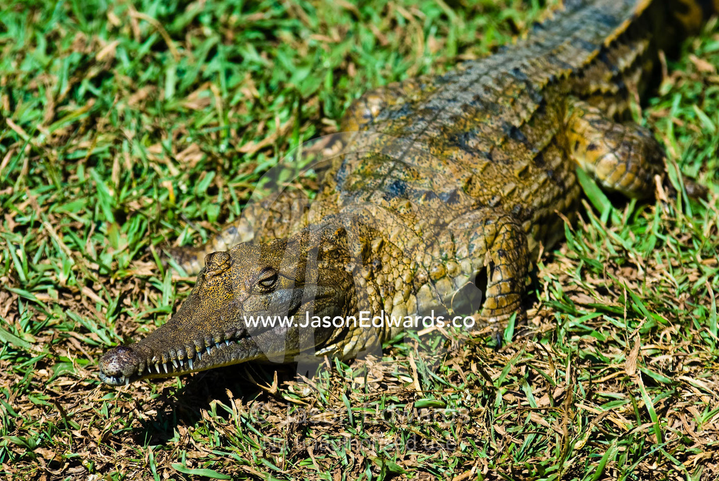A scaled Freshwater Crocodile basks in the sun on an embankment. Crocodylus Park, Darwin, Northern Territory, Australia