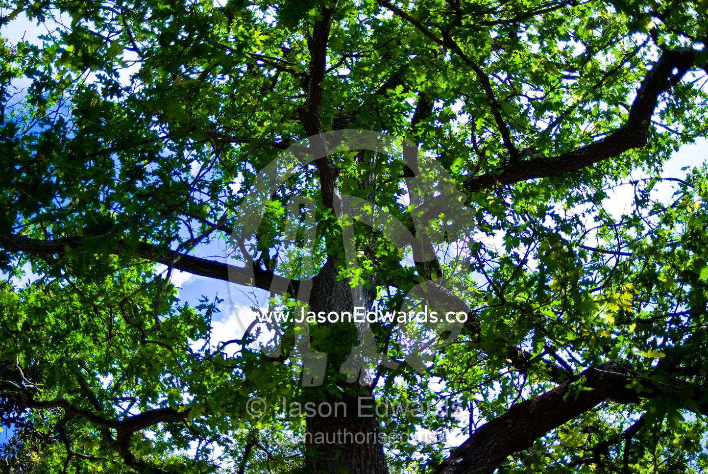 Dappled sunlight filters through the green canopy of large Oak Tree. Malvern East, Victoria, Australia