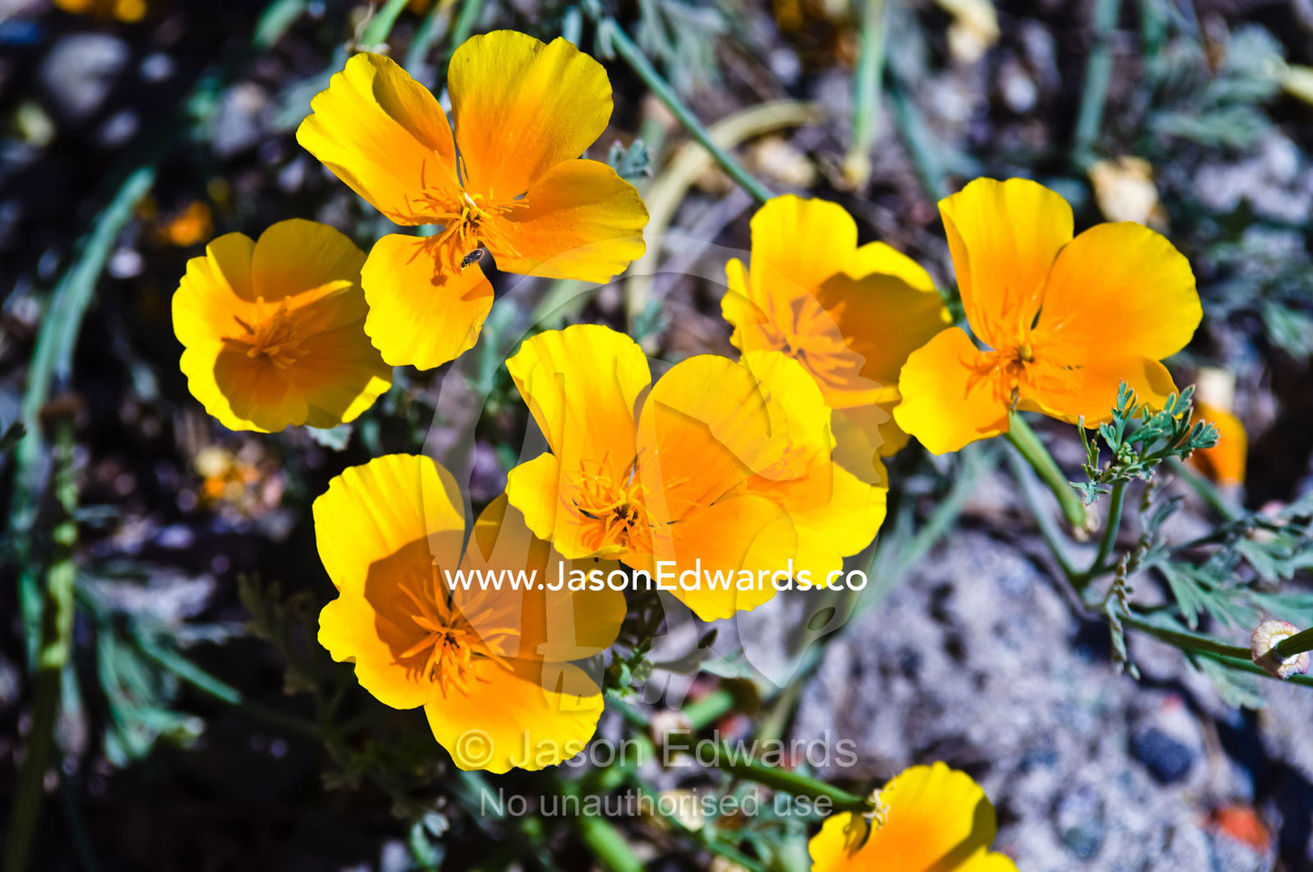 The delicate yellow alpine flower Flores Amarillas on a mountainside. Santa Maria de Manquehue, Santiago, Chile