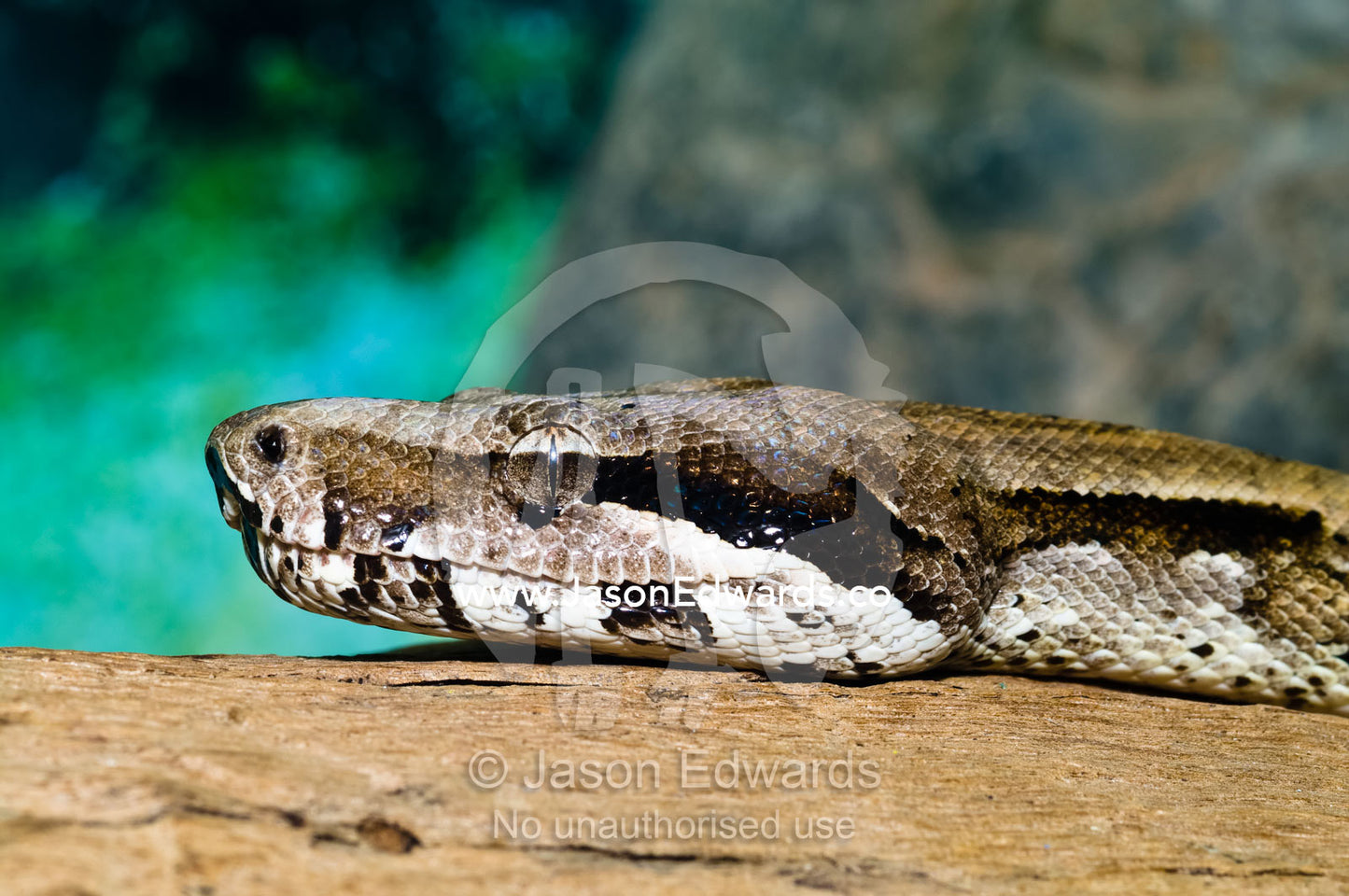 The scaled head and reptilian lidless eye of a Boa Constrictor. Crocodylus Park, Darwin, Northern Territory, Australia