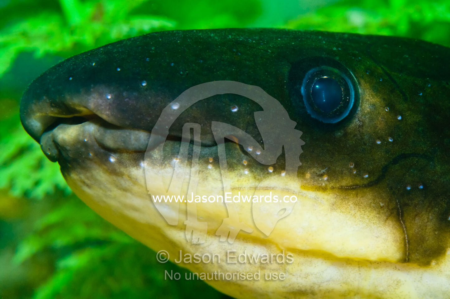 The head, eye, and sensory pits of the prehistoric Queensland Lungfish Crocodylus Park, Darwin, Northern Territory, Australia