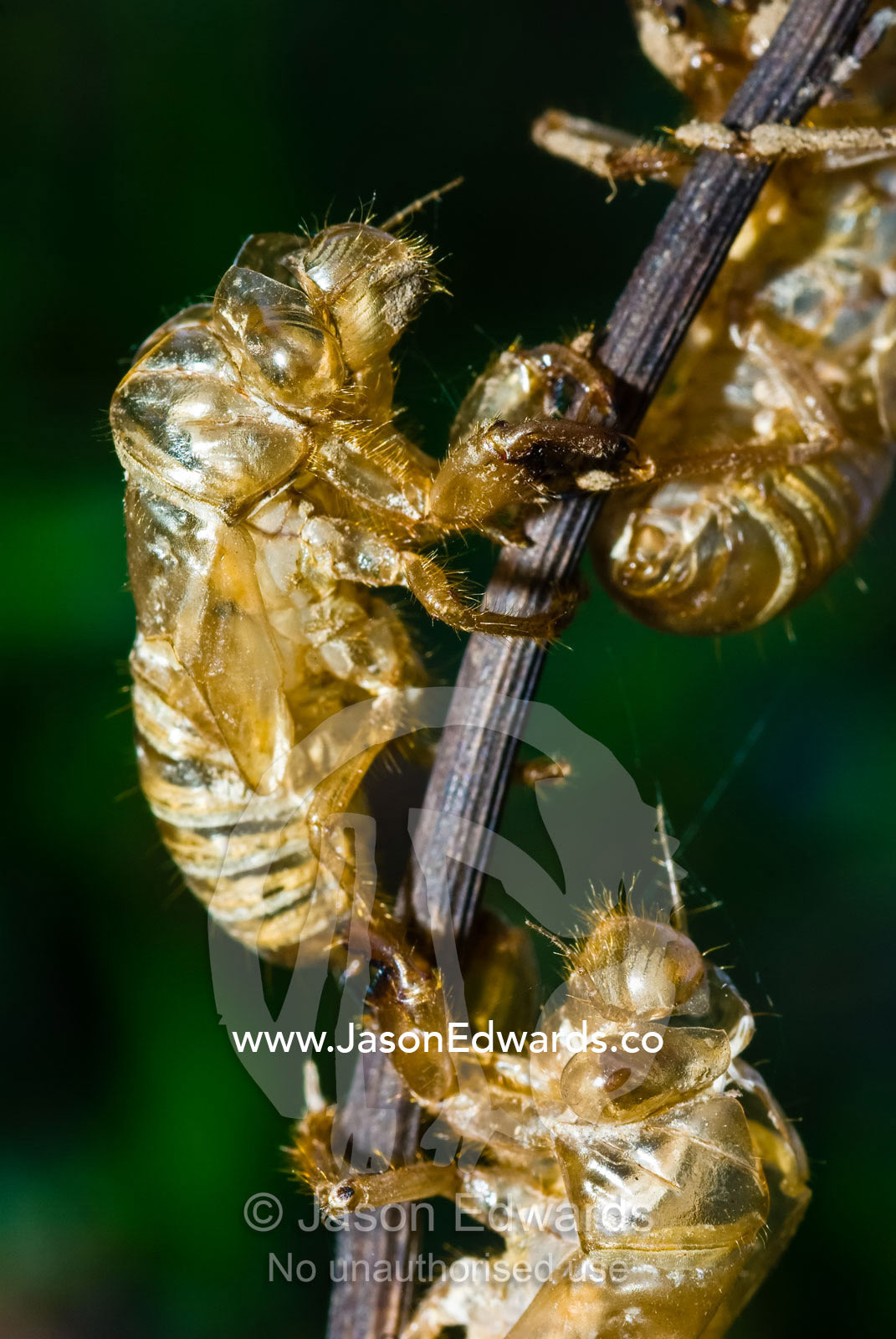 A cluster of transparent cicada nymph exoskeletons hanging on a twig. near Litchfield National Park, Northern Territory, Australia