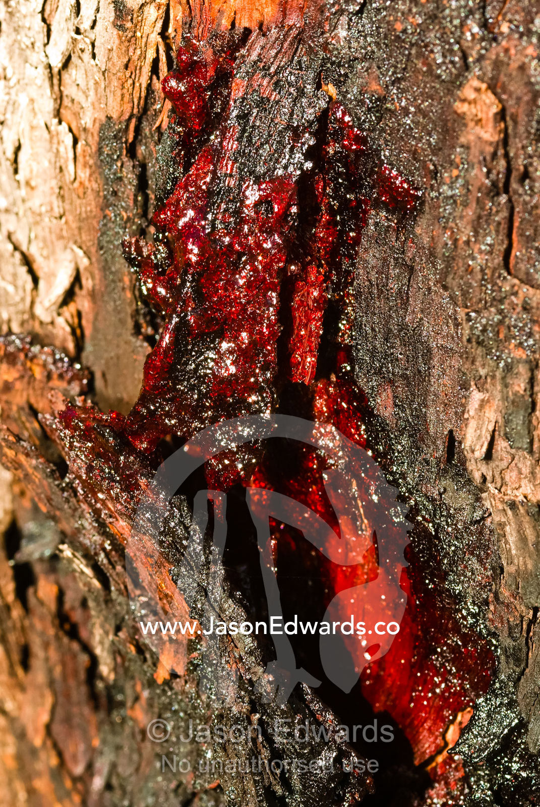 Bright red sap secreted from beneath the bark of tree trunk. near Litchfield National Park, Northern Territory, Australia