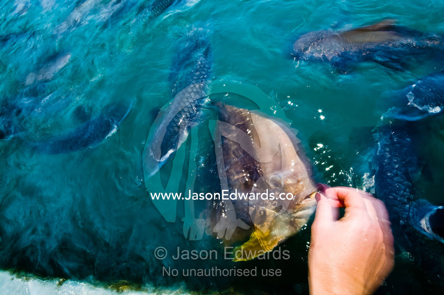A tourist feeds a Tierra Batfish rising above the ocean surface. Aquascene, Doctors Gully, Darwin, Northern Territory, Australia