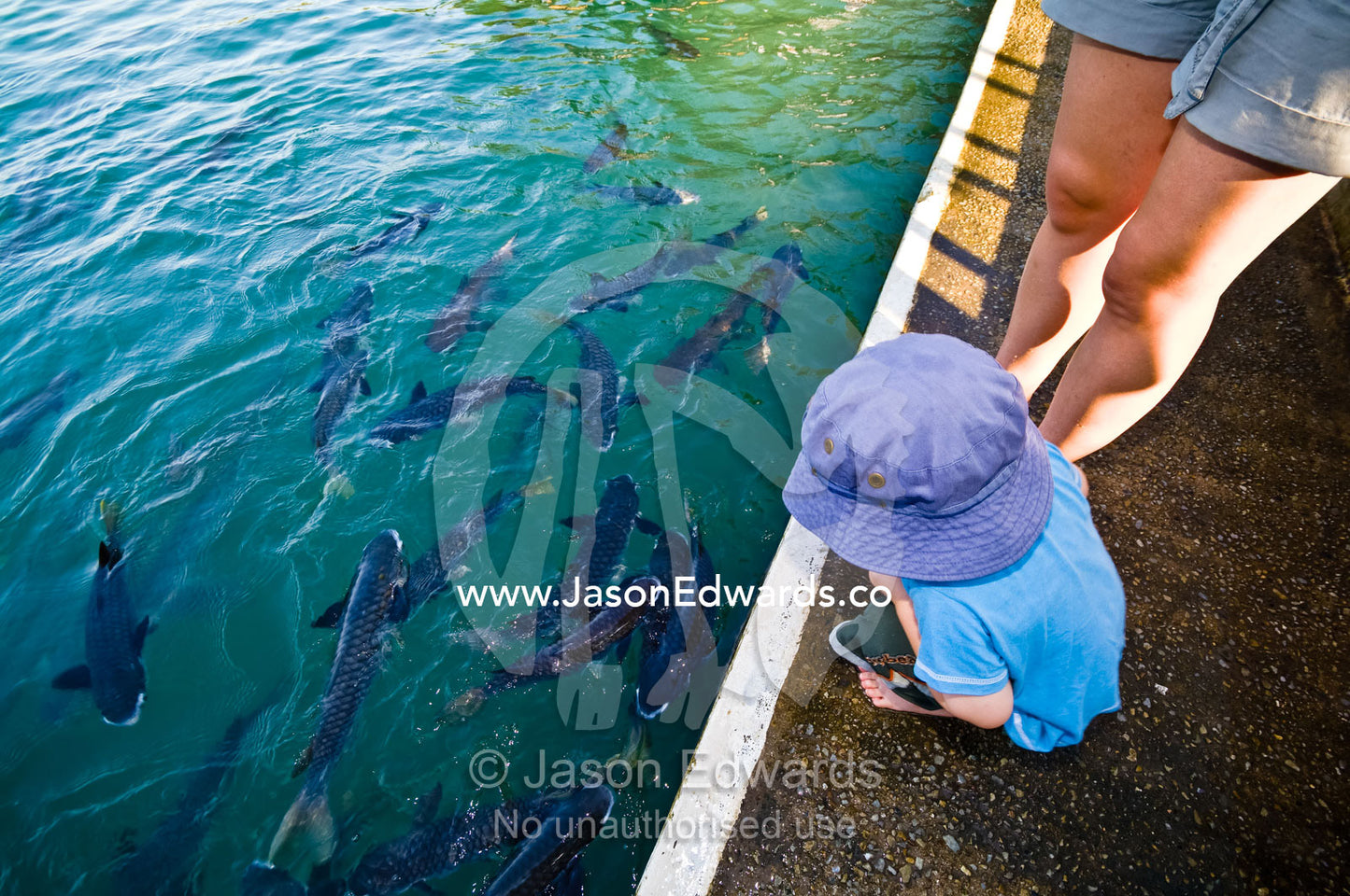 A mother and son feed Diamond-scale Mullet from a viewing platform. Aquascene, Doctors Gully, Darwin, Northern Territory, Australia
