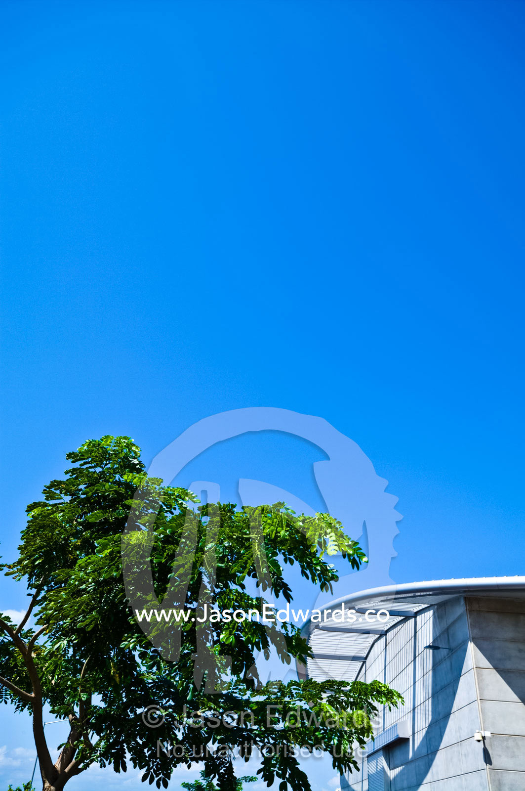 Evergreen leaves of a tropical tree adjacent to modern architecture. Darwin Convention Centre, Darwin, Northern Territory, Australia
