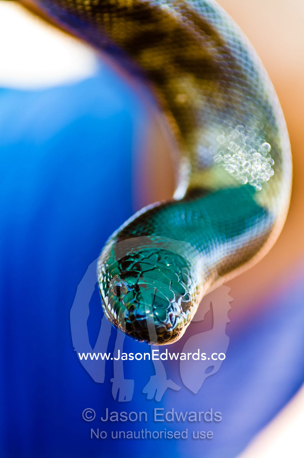Iridescent shiny scales and eyes on a coiled Black-headed Python. Alligator River, Northern Territory, Australia