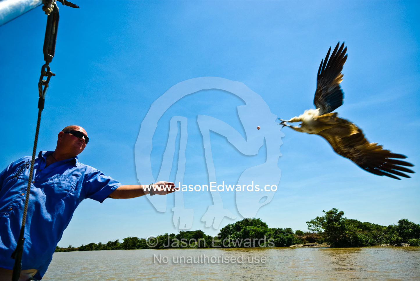 A river cruise operator throws meat into the sky for Whistling Kites. Alligator River, Northern Territory, Australia