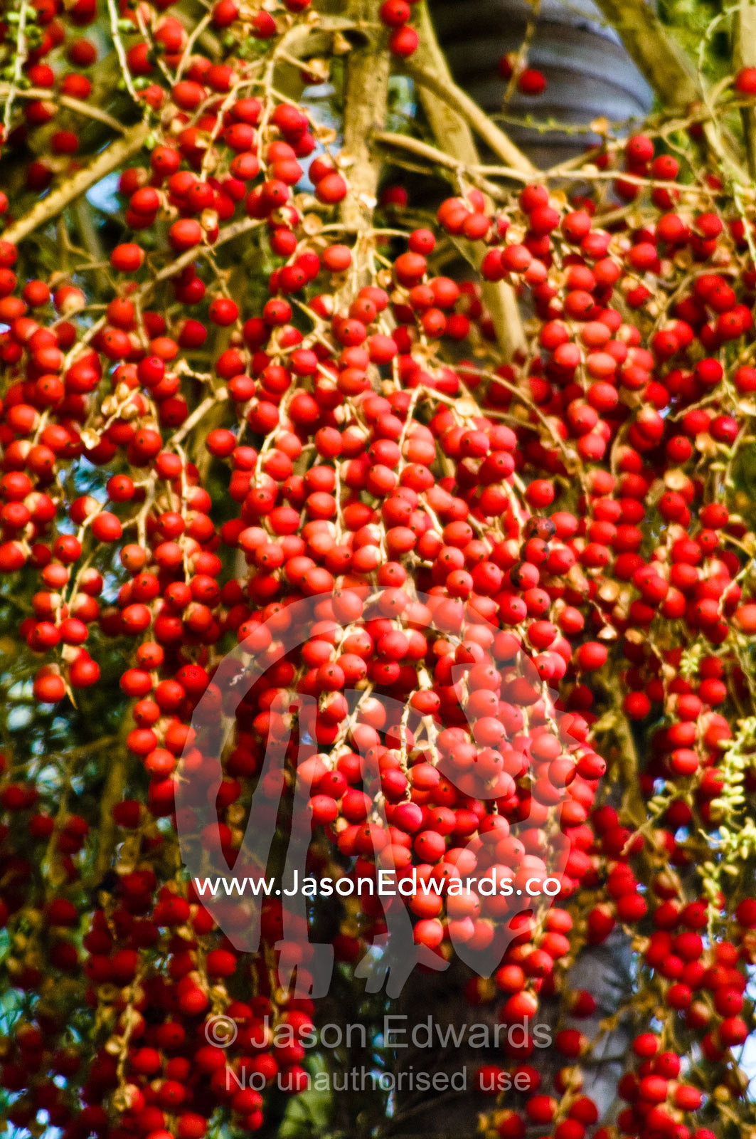 Magnificent red berries on a fruiting Foxtail Palm Wodyetia bifurcata. Batchelor, Northern Territory, Australia