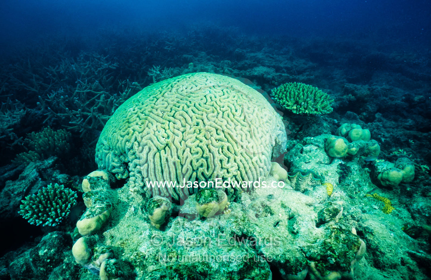 A massive Meandroid Coral colony, Family Mussidae on the ocean floor. Coral Sea, Queensland, Australia